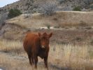 PICTURES/Geronimo Loop - Southern Half/t_Cows4.JPG
